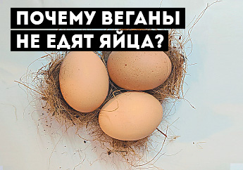 Едят ли веганы яйца?