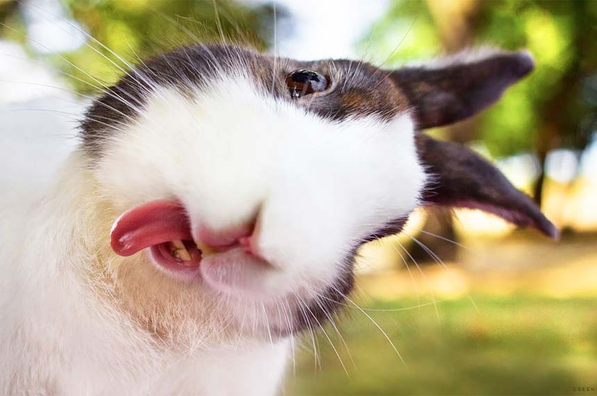 Cruelty-free vs. Vegan или продукты без жестокости против веганских
